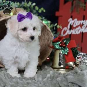 Holly (tiny), Bichon Frise Puppy